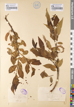 LE 01086196