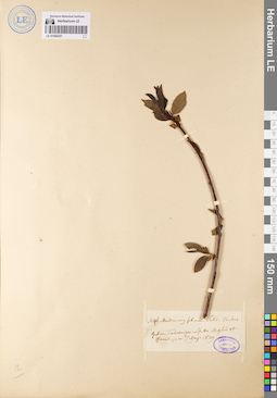 LE 01086201