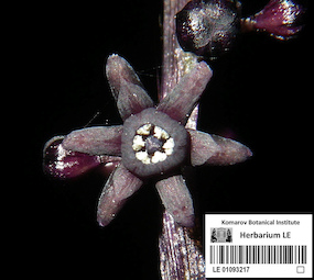 LE 01093217