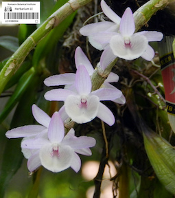 LE 01088534