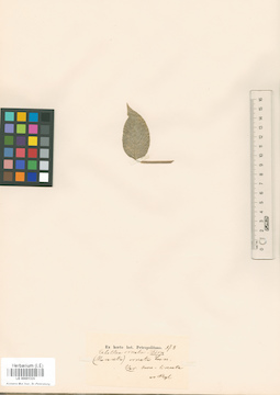 LE 00001335