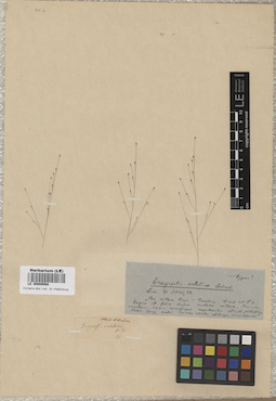 LE 00009568