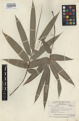 LE 00010106