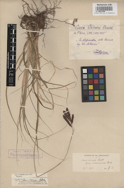 LE 00010350