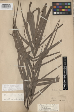 LE 00010438