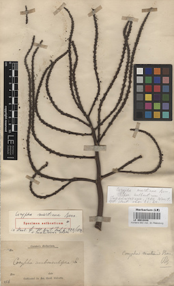LE 00010448