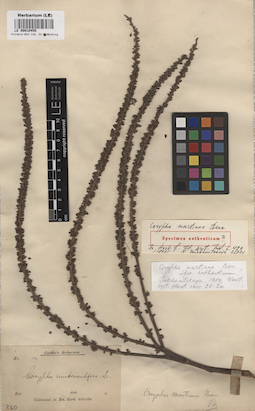 LE 00010450