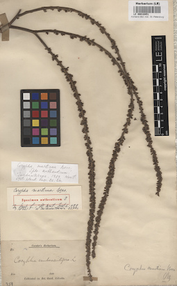 LE 00010451