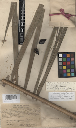 LE 00010484