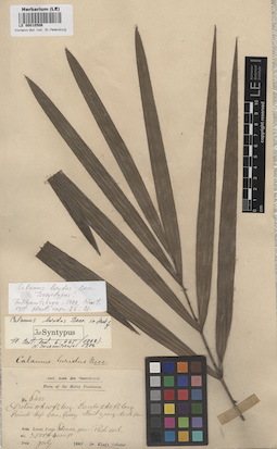 LE 00010506