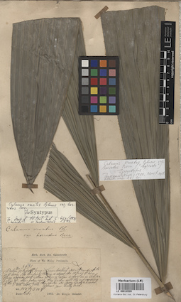 LE 00010509