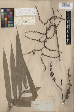 LE 00010515