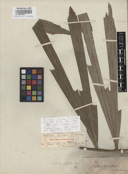 LE 00010545