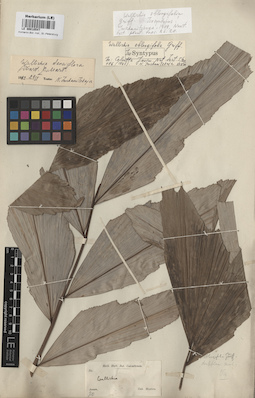 LE 00010547