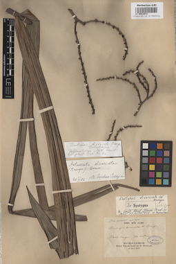 LE 00010572