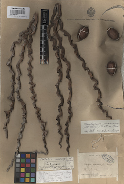 LE 00010575