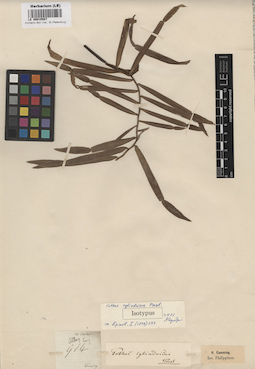LE 00010587