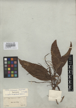 LE 00010594