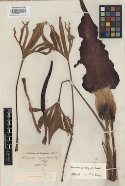 LE 00010606
