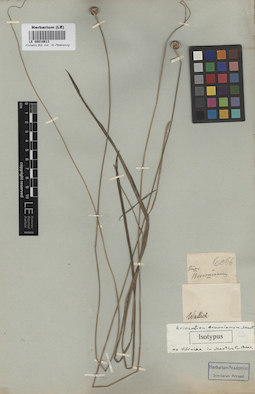 LE 00010613