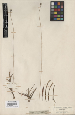 LE 00010616