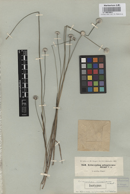 LE 00010631