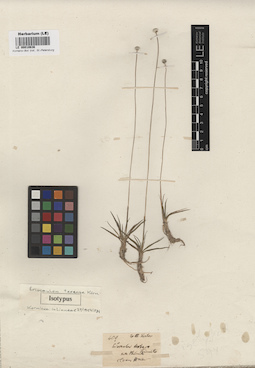 LE 00010636