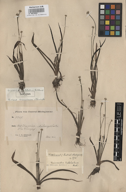 LE 00010638