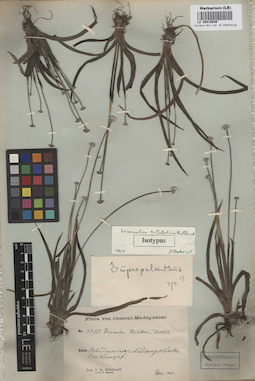 LE 00010639