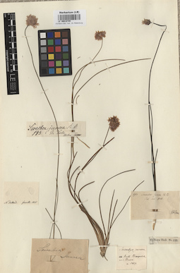 LE 00010745