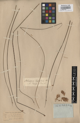 LE 00010746