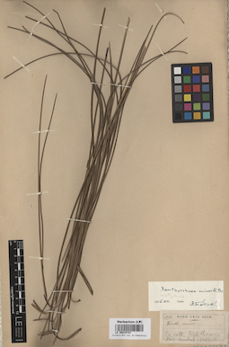 LE 00010747