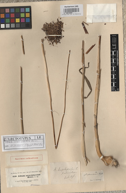 LE 00010808