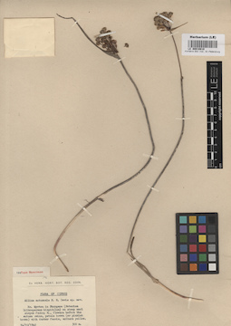 LE 00010810
