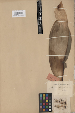 LE 00010811