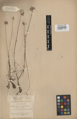 LE 00010819