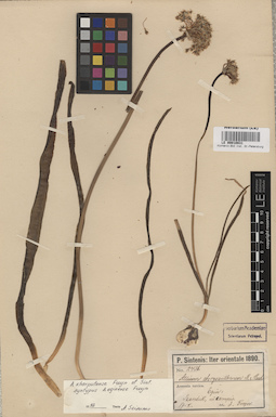 LE 00010831