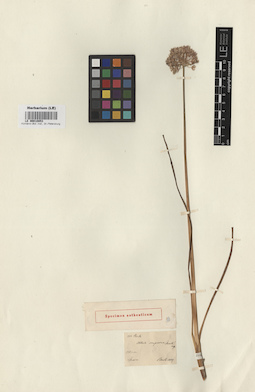 LE 00010853