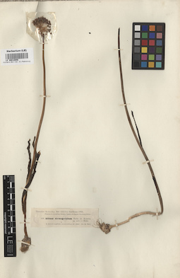 LE 00010856
