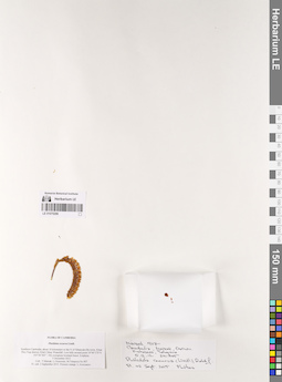 LE 01075296