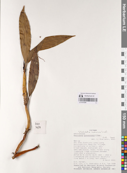 LE 01075299