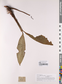 LE 01075311