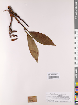 LE 01075312
