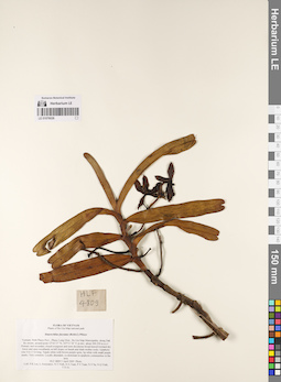 LE 01076026
