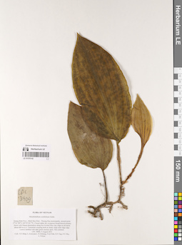 LE 01076142