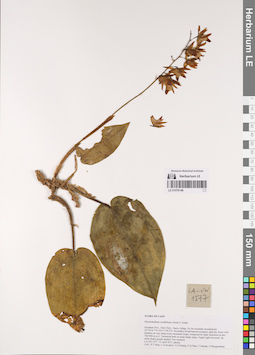 LE 01076146