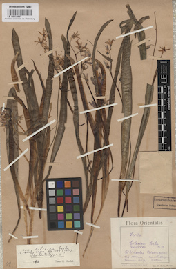 LE 00010907
