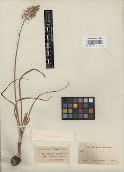 LE 00010917
