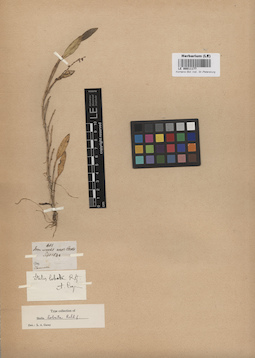 LE 00011177