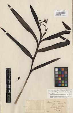 LE 00011190